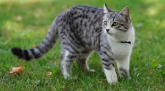 Izberite cat. Kaj morate vedeti, preden kupite mačko